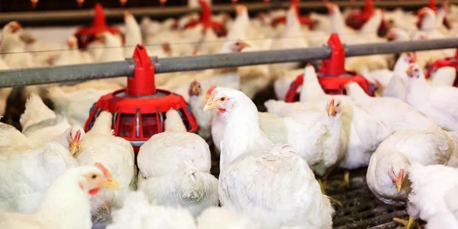 Destacan en EE.UU. los esfuerzos de la industria del pollo para reducir el desperdicio de alimentos
